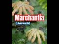 Marchantia Liverwort: A 470 Million Year Old Living Fossil!