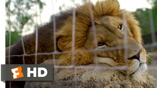 Trophy (2017) - It's Not Sport, It's Just Killing Scene (4/10) | Movieclips