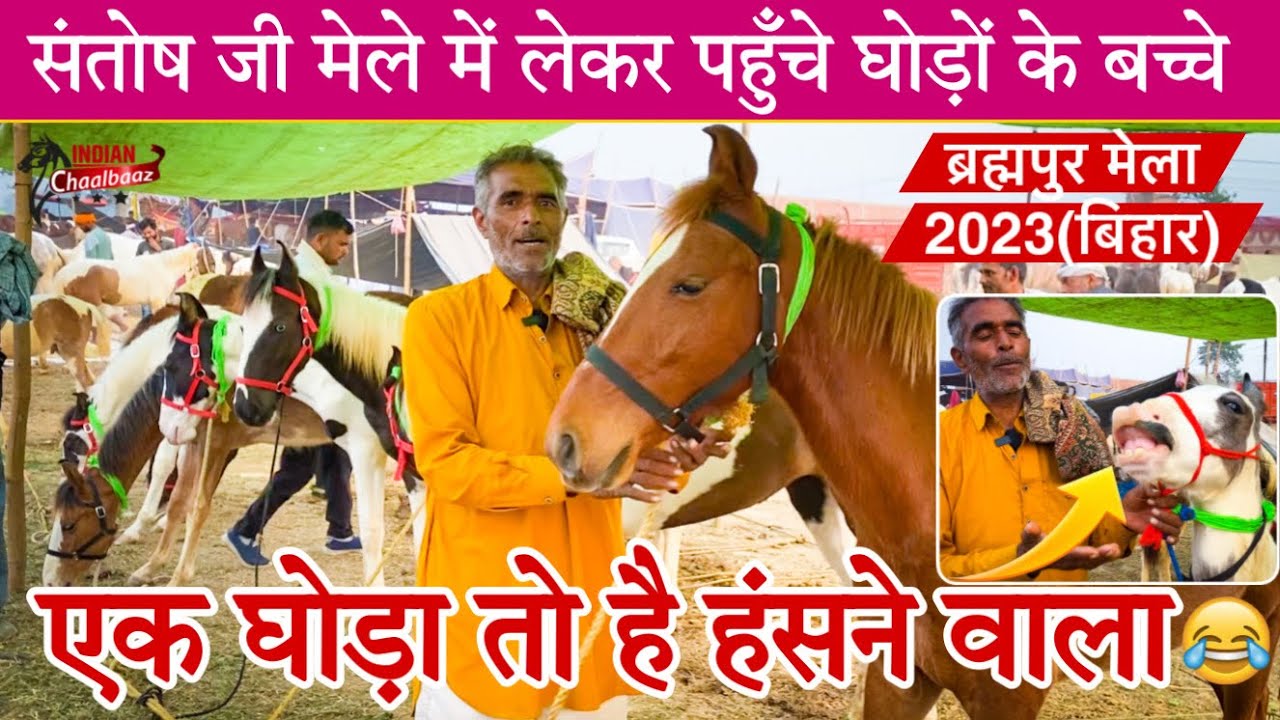 संतोष जी मेले में लेकर पहुँचे घोड़ों के बच्चे एक घोड़ा तो है हंसने वाला Brahmapur Mela 2023