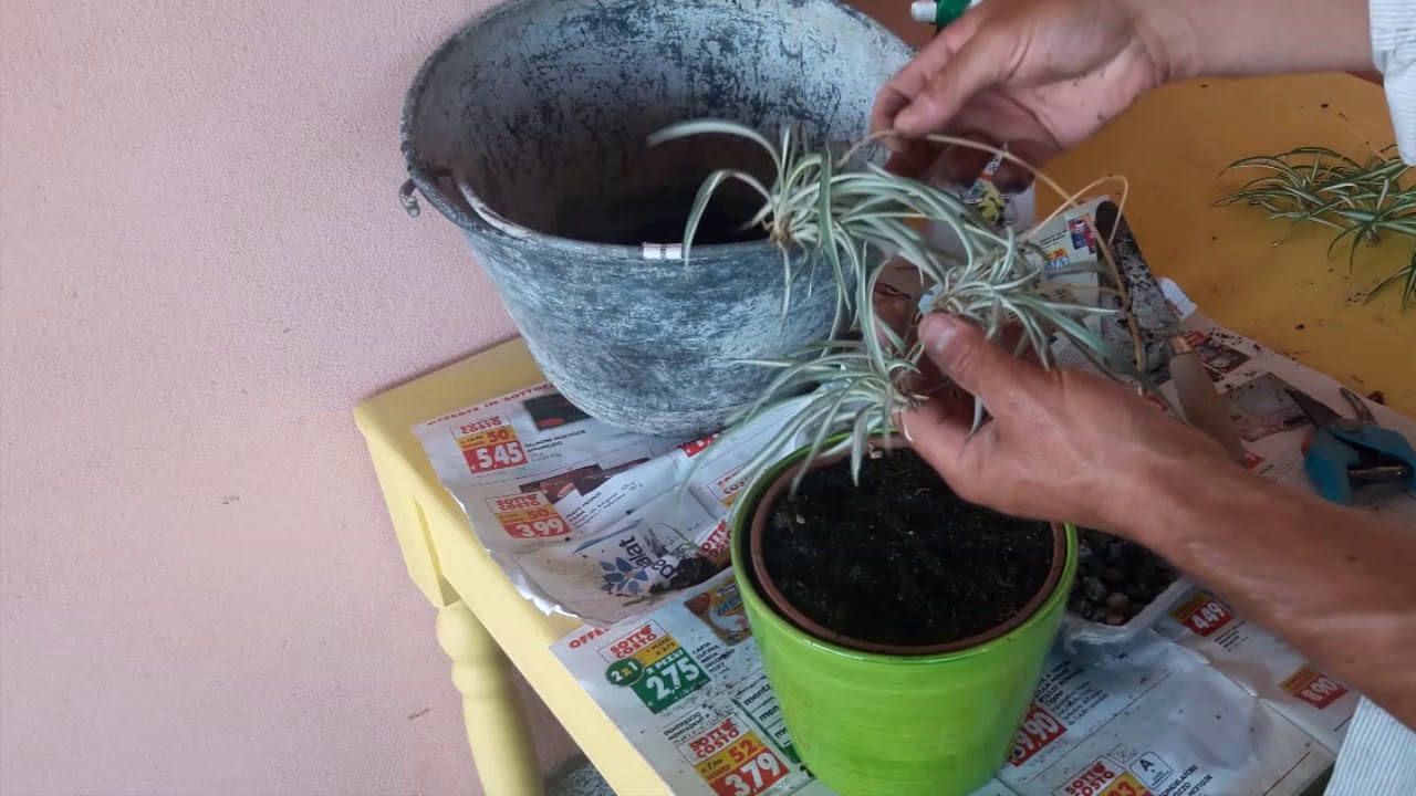 Come avere una nuova pianta da interno a costo zero (falangio) - YouTube