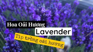Hoa Oải Hương(lavender) mẹo trồng cây Oải hương - xem hoa nở tím cả khu vườn