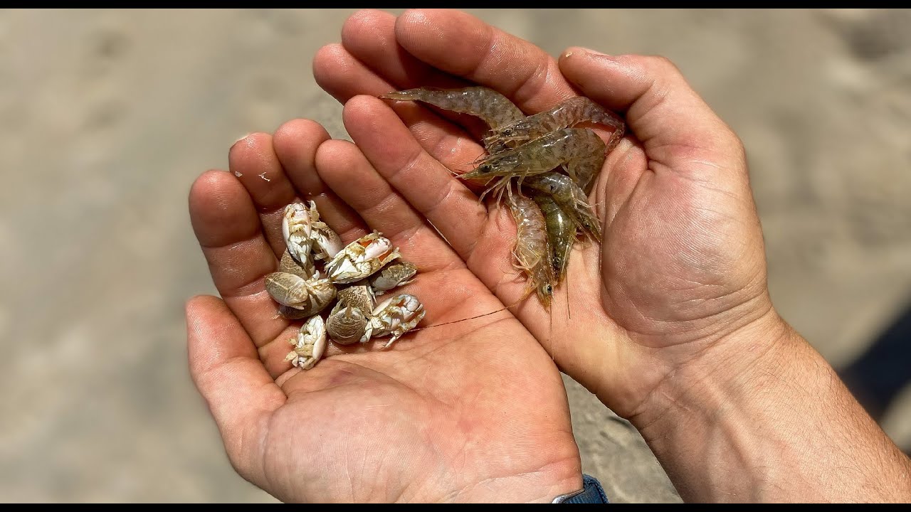 Sand Fleas vs. Shrimp  Surf Fishing Bait Test 