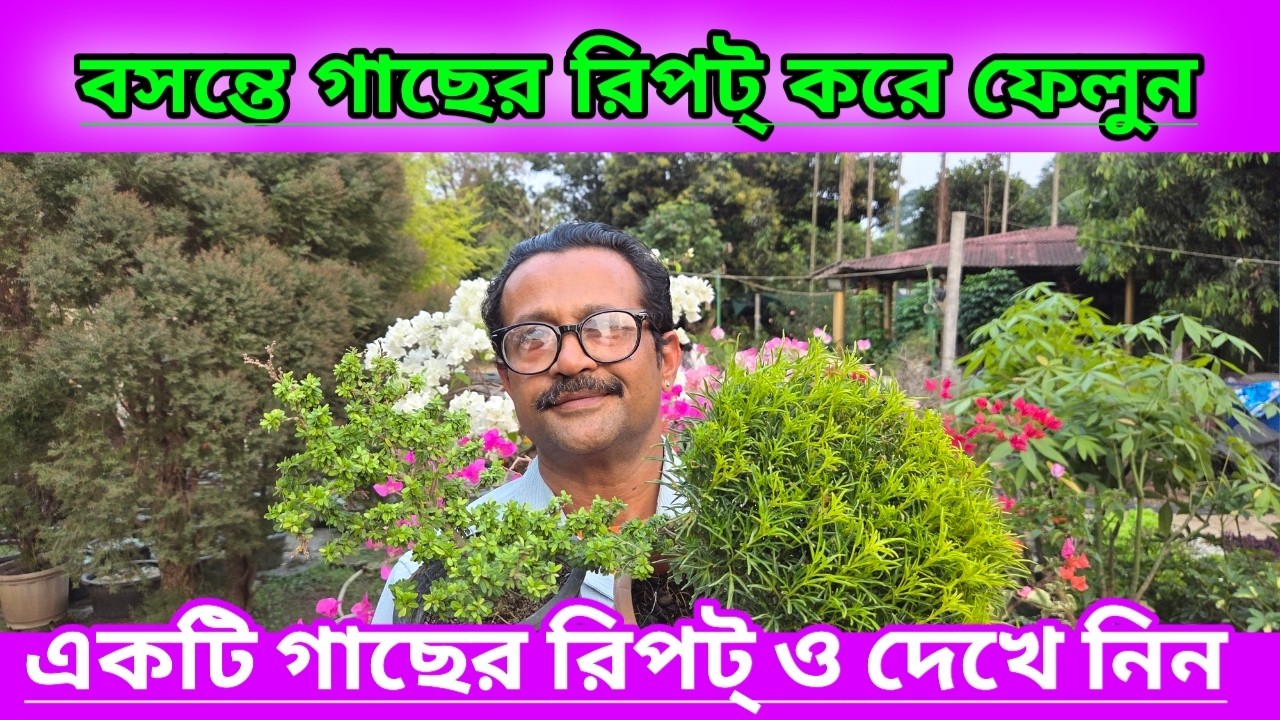বসন্তে গাছের রিপট করে ফেলুন||একটি গাছের রিপট দেখে নিন||Pot Plant Repot In My Garden In Spring||