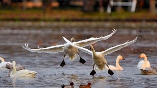 朝の光に翼広げ　新潟・瓢湖にハクチョウ飛来