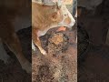 Proceso de adaptación a la dieta