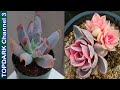 15 Variedades hermosas de Echeverias