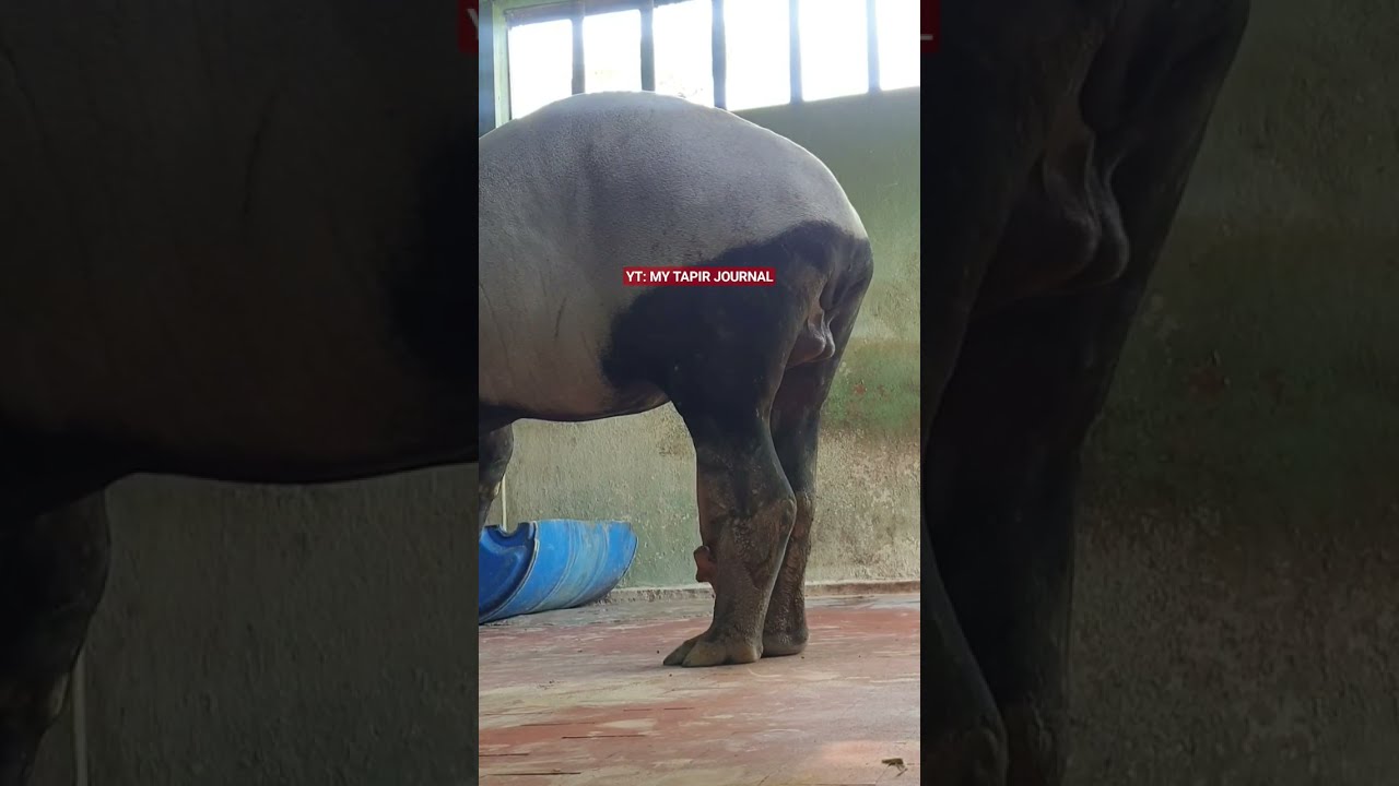 Skinny Fifth Leg Try To Fly Away Tapir Ourprecious Extraleg