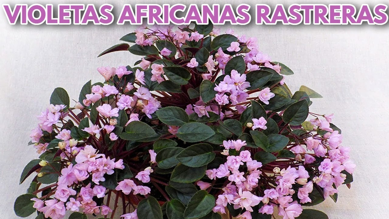que son las violetas africanas rastretas chuyito jardinero