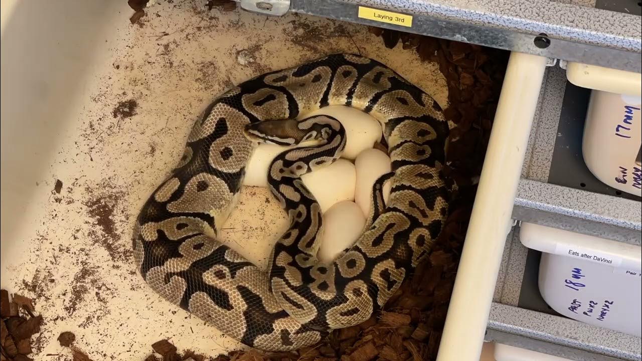 Ball Python Laying Eggs YouTube