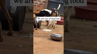 We urgently need 3 people to donate 10$ to buy for us some dog food. Links in bio!