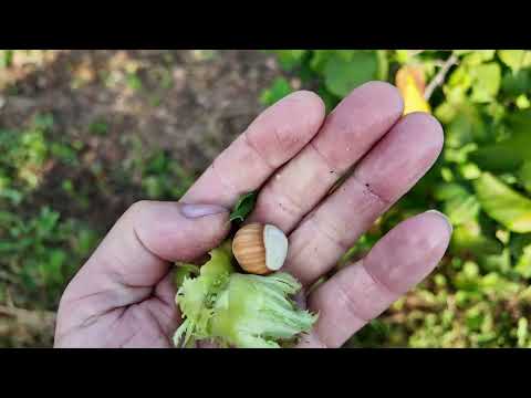 Exposed to the Elements: A Hazelnut Orchard in Extreme Conditions
