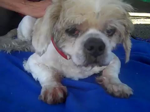 cocker spaniel x lhasa apso