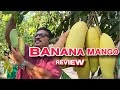 Banana mango mahachanek mango review