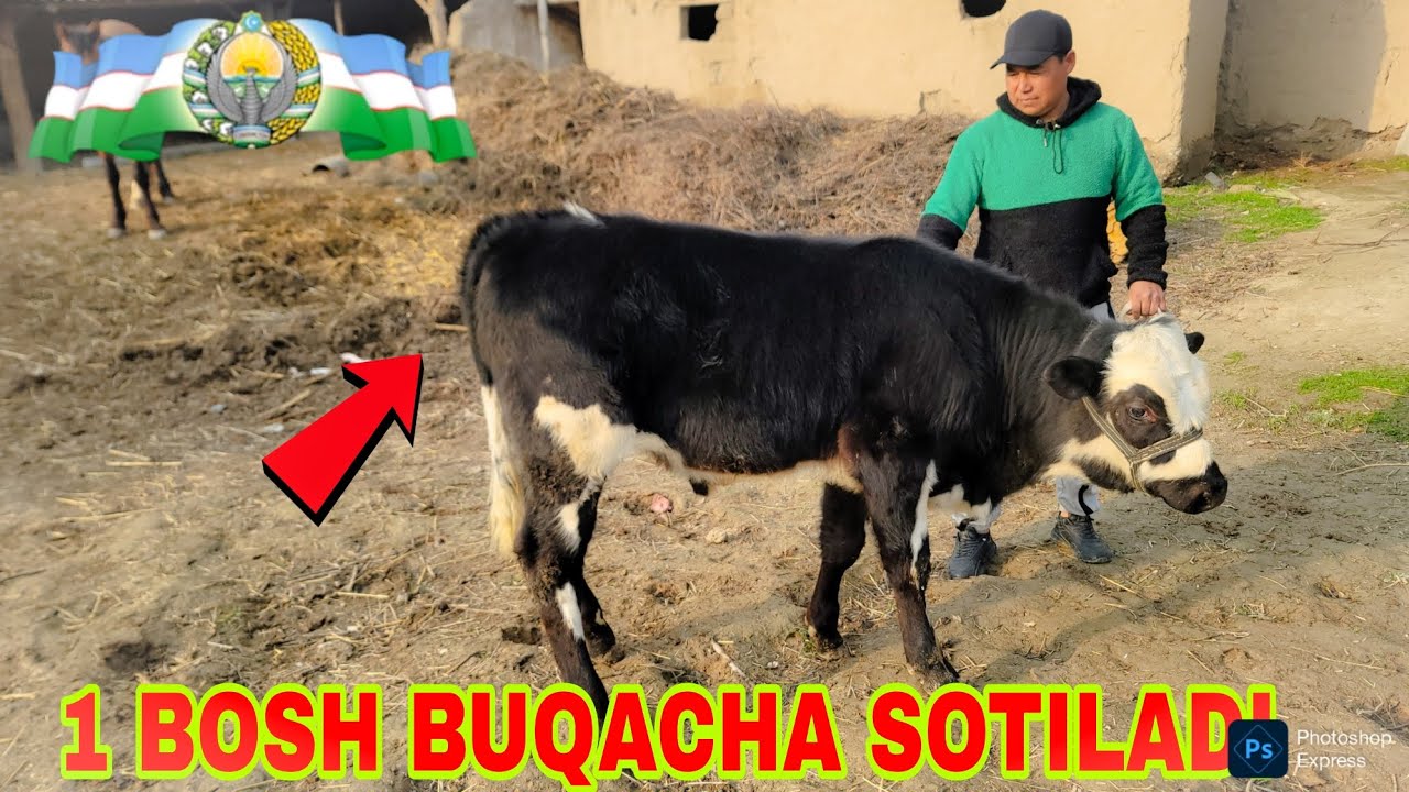 DEHQONDAN 1 BOSH GEBIRIT ANGUS BUQACHAMIZ ARZON BULDI