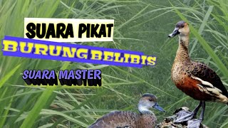 Suara pikat burung belibis pikat ( the sound of wild ducks)- suara master durasi panjang mp3