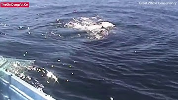 Hành động không ngờ của chú cá voi sau khi được giải cứu khỏi lưới đánh cá