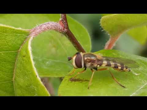 4k Video (Ultra HD) Amazing Nature Tebietin gozelliyi