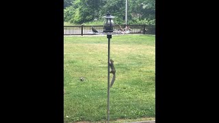 ANTI -SQUIRREL BIRD FEED 2020 by JOAO CLAUDIO USA 47 views 3 years ago 8 minutes, 43 seconds