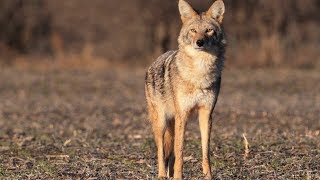 A solo 7 coyote day in February! The Last Stand S2  E10