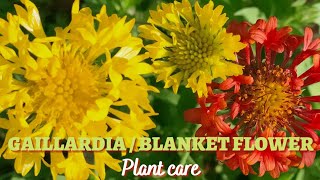 Easy Perennial for Colorful Gardens | Gaillardia | Blanket flower - Plant care