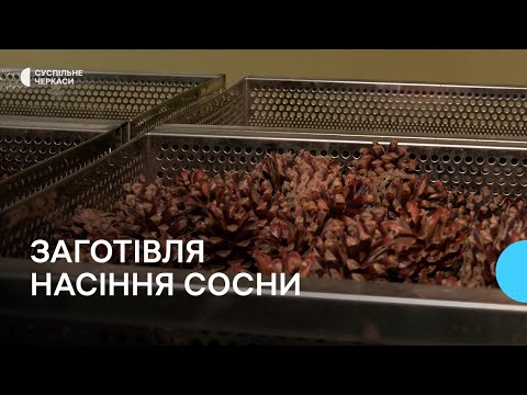 Як працює шишкосушарка