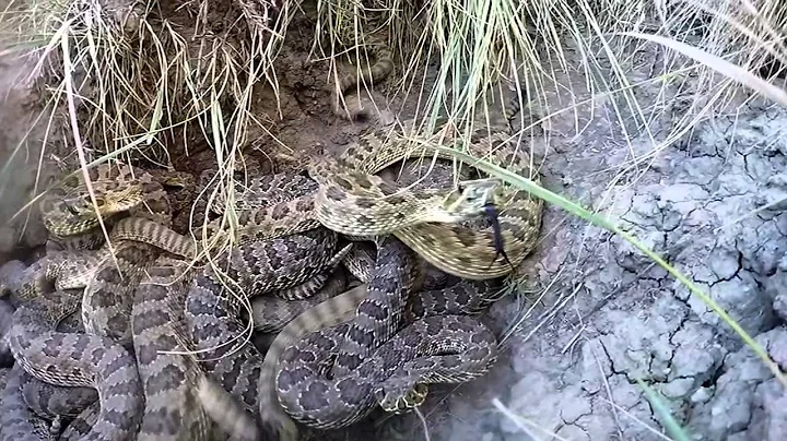 Rattlesnakes strike GoPro in slow motion