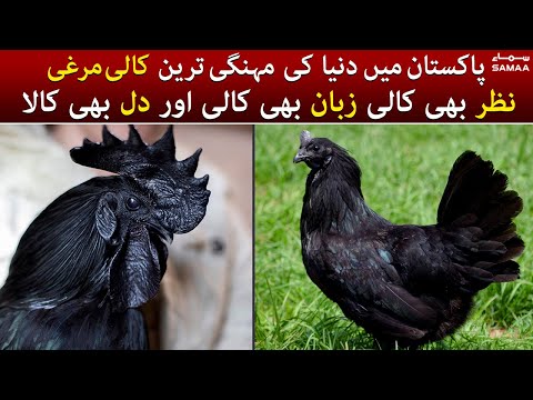 World Most Expensive Black Hen In Pakistan Ayam Cemani Is A Rare Breed Of Chicken From Indonesia