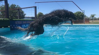 Borzoi and Silken Windhound - intro to dock diving by Ashley Cirimeli 2,240 views 3 years ago 2 minutes, 59 seconds