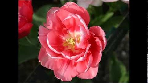 تلاوة رائعة من سورة الرعد للقاريء محمد صالح الشيخ