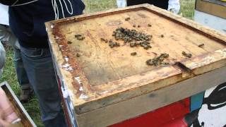 Honeybee vs. Jumping Spider (11/1/2014)