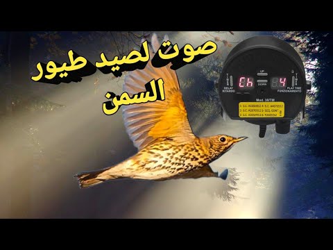 أفضل صوت لصيد السمن 2023