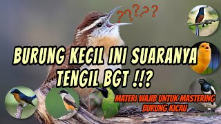 Materi Wajib untuk Masteran burung kicau | Burung kecil suaranya tengil 'Carolina Wren'burung import