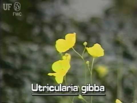 Video: Informacije o mehurju Utricularia - nasveti za nadzor in nego mehurja
