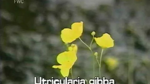 cone-spur bladderwort (Utricularia gibba) - DayDayNews