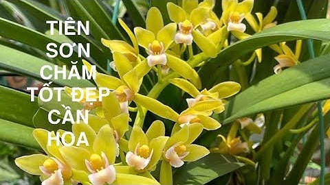 Tiên Sơn chăm tốt đẹp cần hoa. Ấm chậu sung cây mới gọi là…