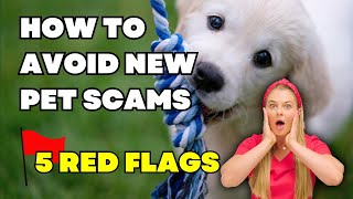 Don’t get SCAMMED when buying a pet Online! $ | Watch this before getting scammed again!!!