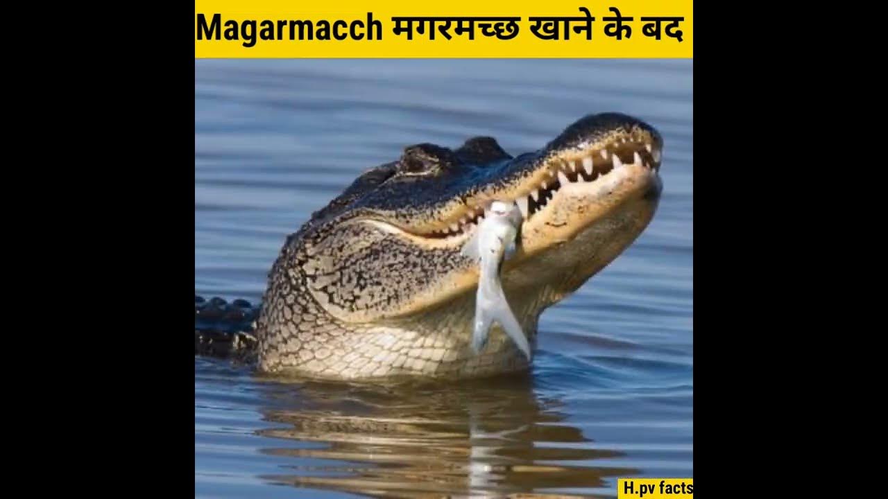 крокодил и черепаха. нильский крокодил crocodylus niloticus. гребнистый крокодил е ст. крокодилы в австралии. нильский крокодил убийца.