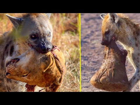 Гиена в деле. Как Гиены ломают Львов, Носорогов и даже Слонов !!!