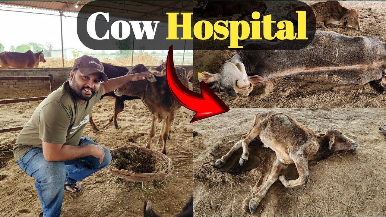 "How to Care for Cows: Insights from the Cow Hospital" 