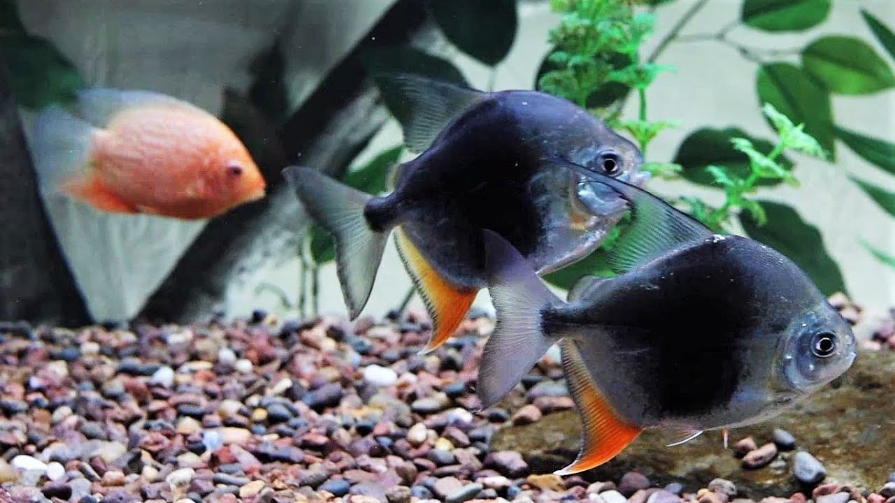Blackberry silver dollar fish and peaceful tank mates YouTube