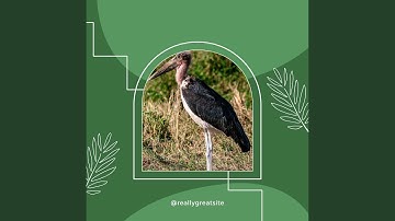 Sprightly Backdrops for Deep Relaxation