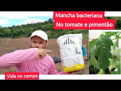 Vídeo: Mancha Bacteriana Preta Do Tomate