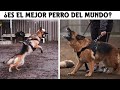 Cosas Que No Sabias De Los Perros Pastor Alemán | SoyCorraje