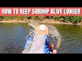 FOUR Simple Ways To Keep Shrimp Alive Longer