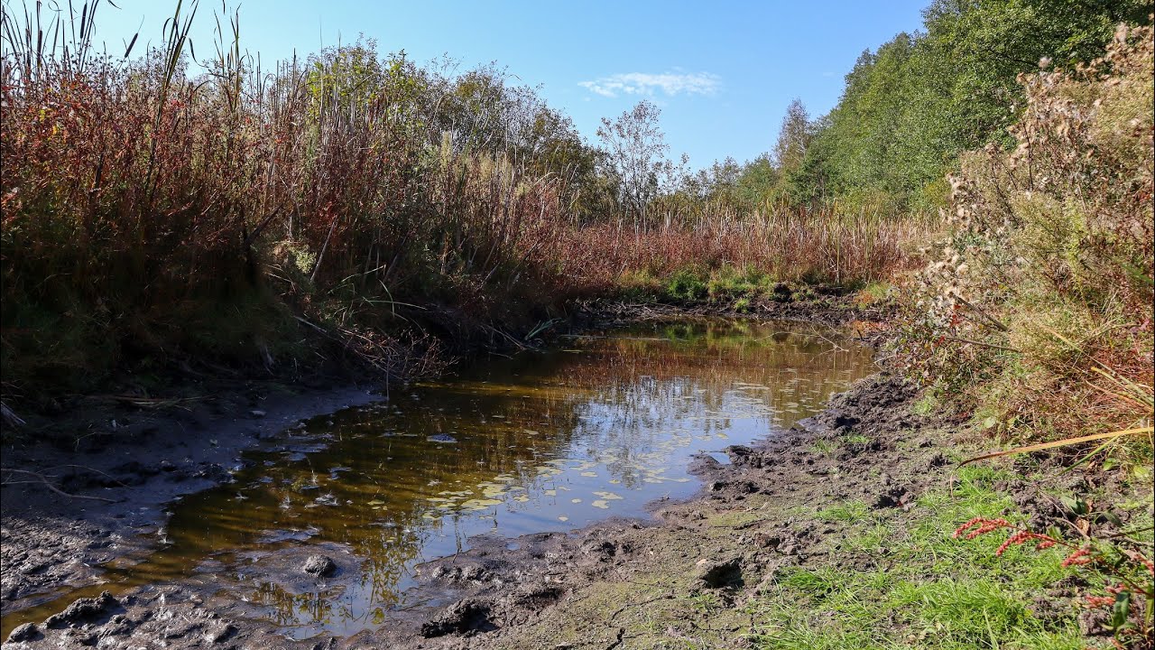 Шукаю В'юнів після лисиці в пересохшому болоті.Осіння засуха