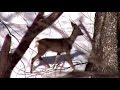 Косули зимой. Косули, кошки, мышки || Roe deer in the forest