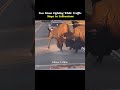 Two Bisons Fight in Middle of The Road In YellowStone National Park