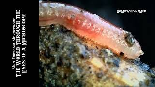 Червь всего 2 см длинной под микроскопом. The worm is only 2 cm long under a microscope.