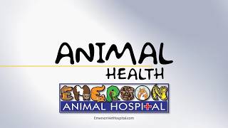 Animal health Tumors - 26