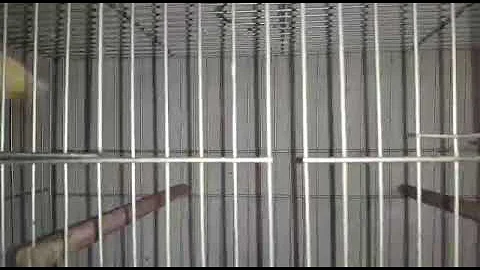 Como fazer canário belga mudar de cor?